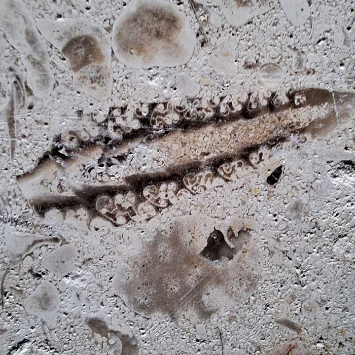 Nerinea, een gastropode, in ooiden kalksteen