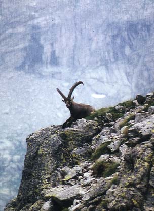 Gran Paradiso