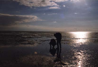 Terschelling