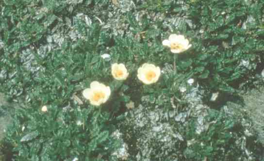 Dryas