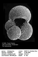 Globigerina_bulloides.jpg