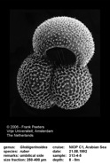 Globigerinoides_ruber.jpg