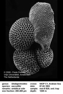Globigerninoides_sacculifer.jpg