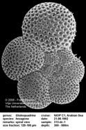 Globoquadrina_hexagona.jpg