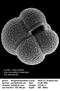 Neogloboquadrina_pachy_sin.jpg