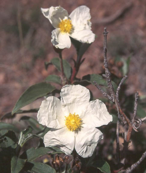 bloem1.jpg (106052 bytes)