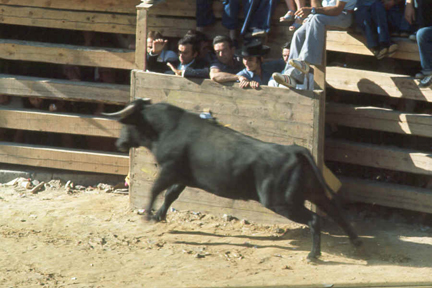stier