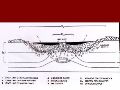 Slide54