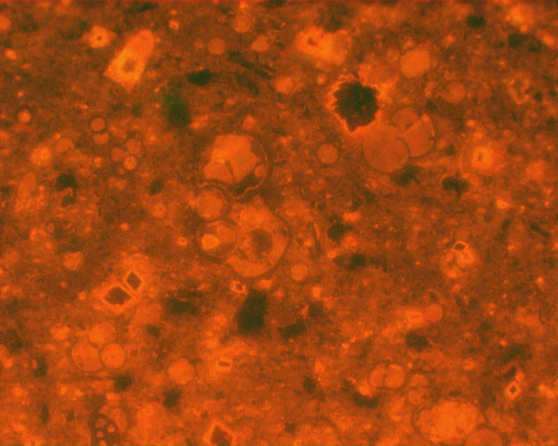 same as putative hantkeninoides