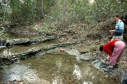 DartingMinnow