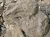 IMG_1420.JPG