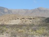 IMG_1471.JPG