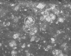 325g1bw