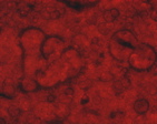 piobbicob