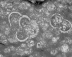 piobbicob1
