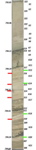 figure7b