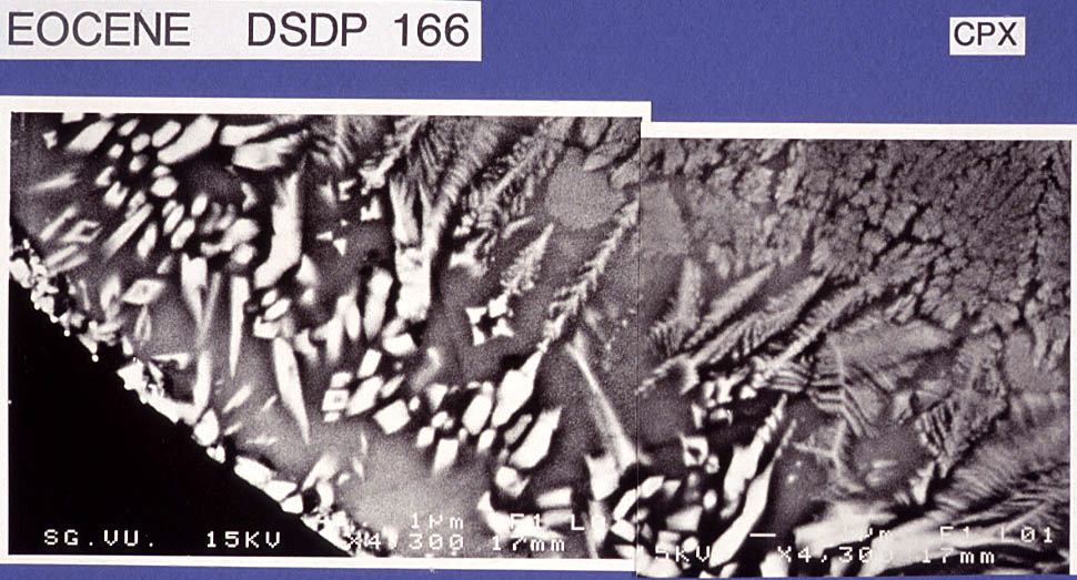 eocene dsdp166