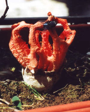 anthurus