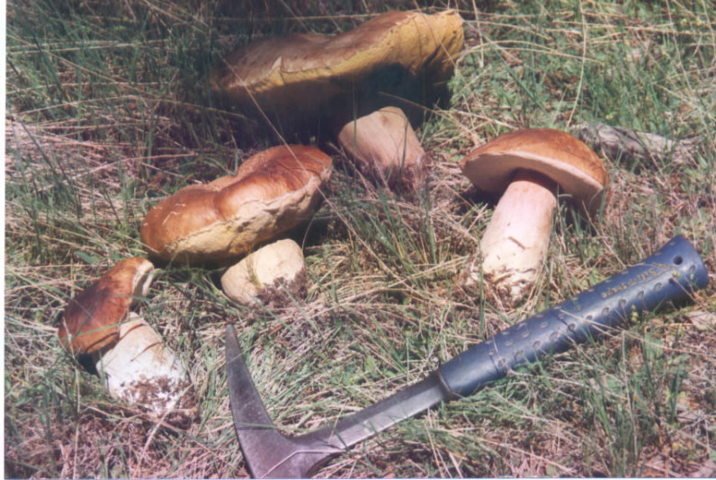 pinofphilus