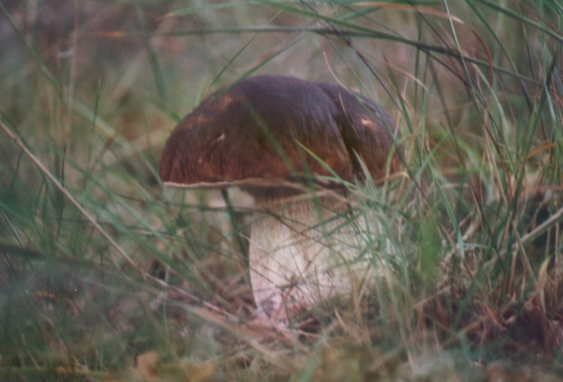 pinophi