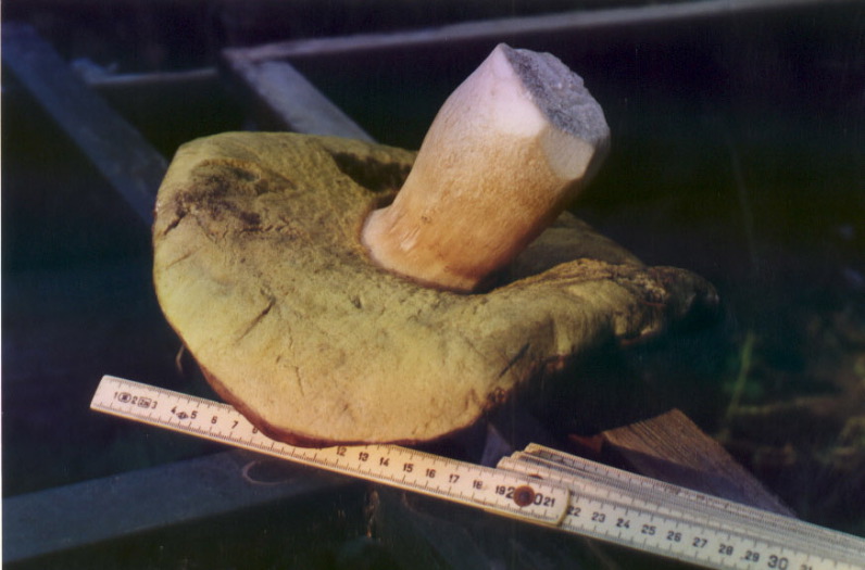 29cmporcinib