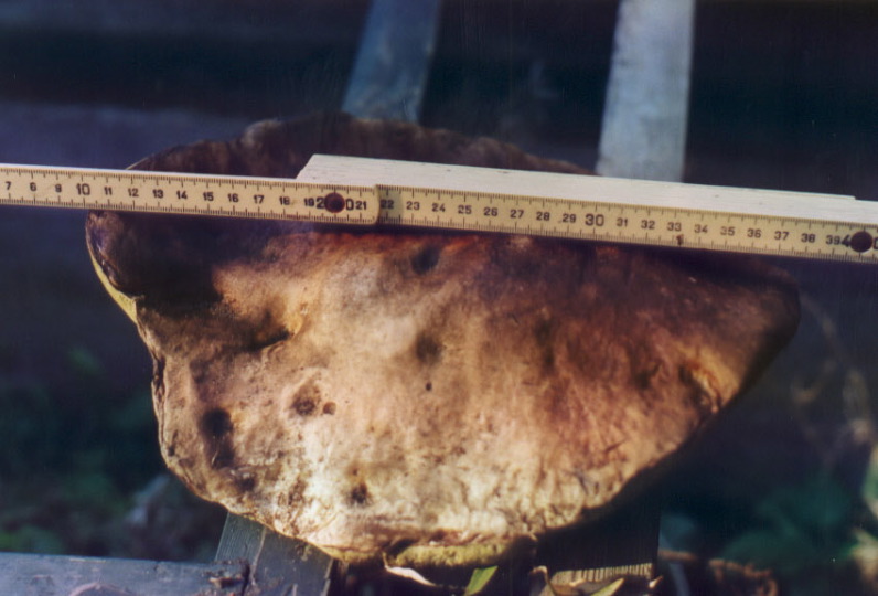 28cmporcini