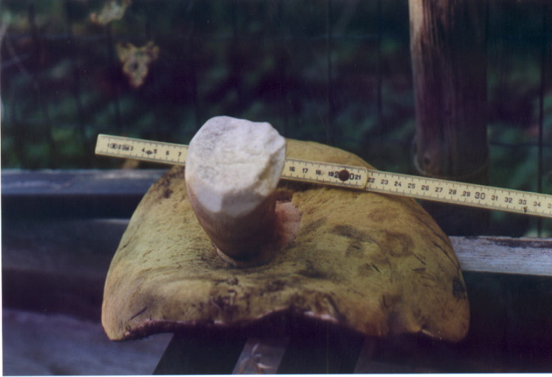28cmporcinia