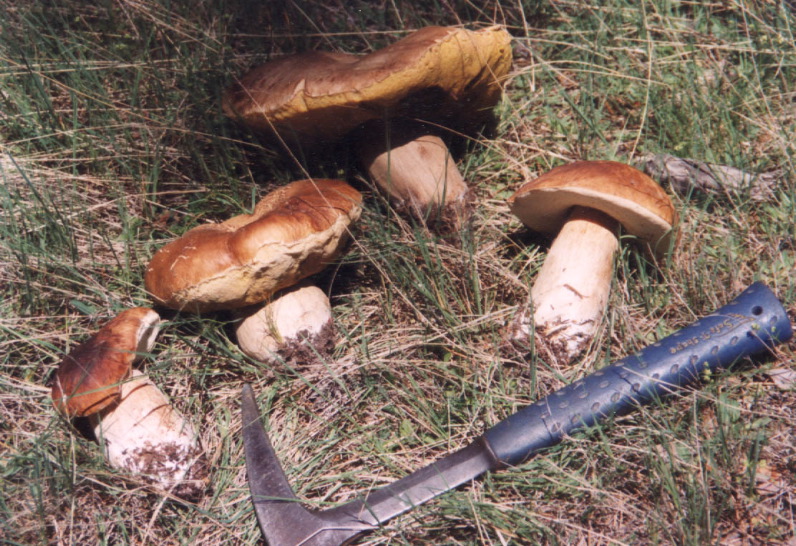 pinophilus albarracin