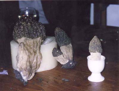 morielje600_75