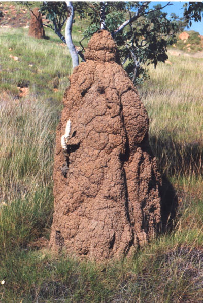 termitemush