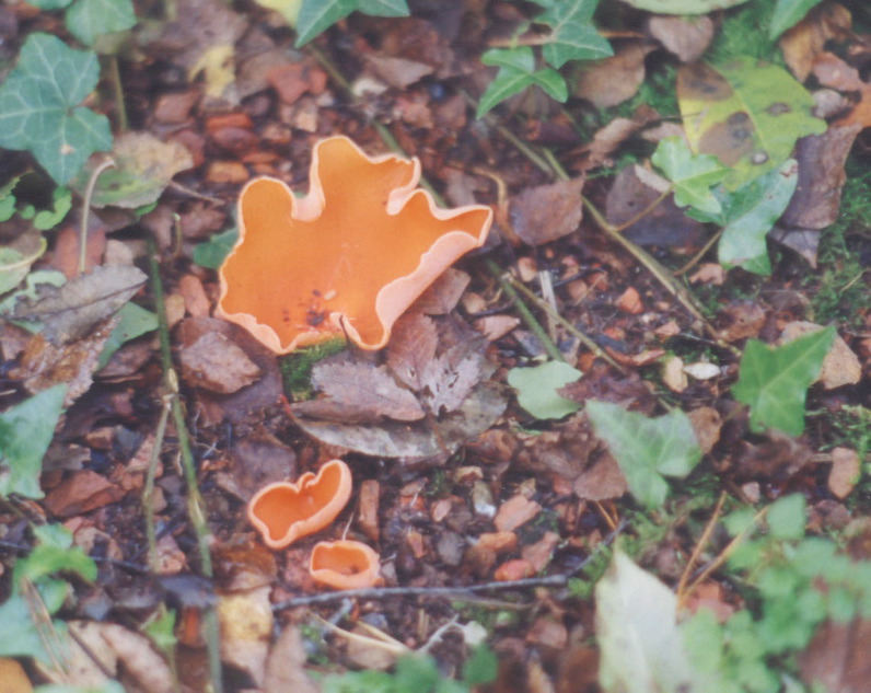 oranjebekerzwam