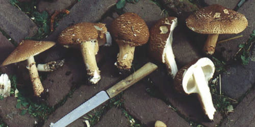 ruwparasolzwam