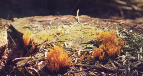 koraalzwam