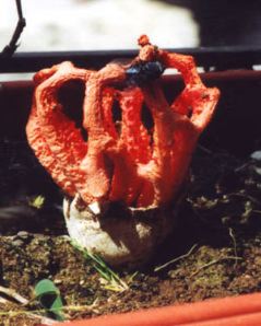 anthurus