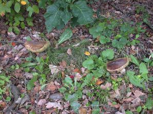 DSCN1794b