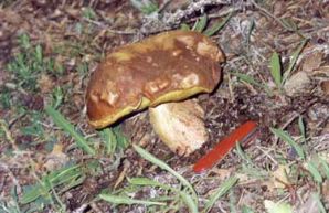 Boletus pinophilus