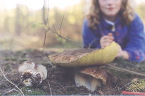 Porcini25cm