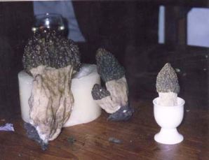 morielje600_75