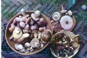 dagje oogsten