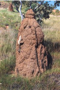 termitemush