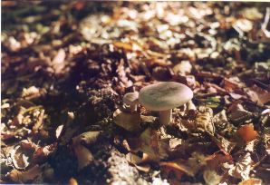 cyanoxantha