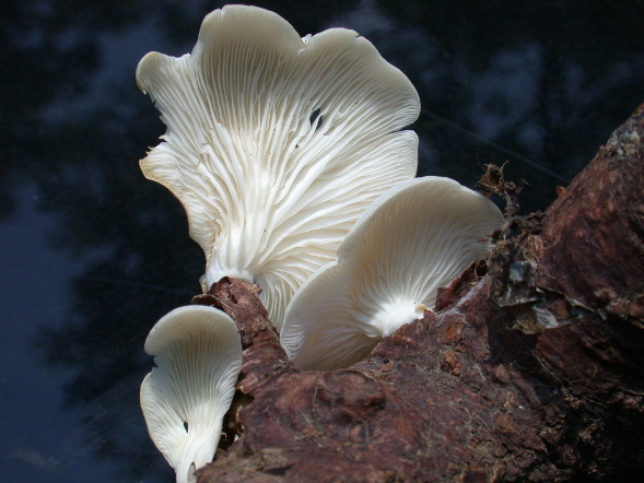 DSCN1062