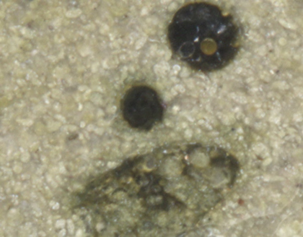 figure4x