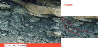 figured(enlargement+inset)