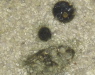 figure4x