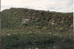 tropicminmulato2 copy 2