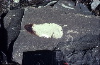 armouredspherul