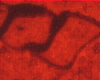 piobbicoc