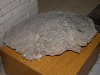 DSCN0440