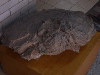 DSCN0441